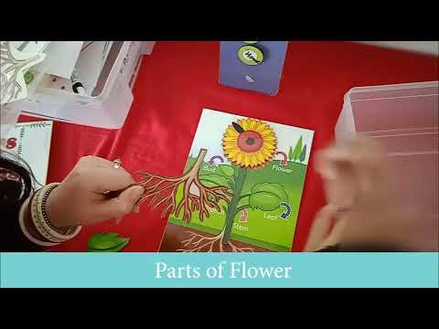 Parts of Flower- Therapy Session