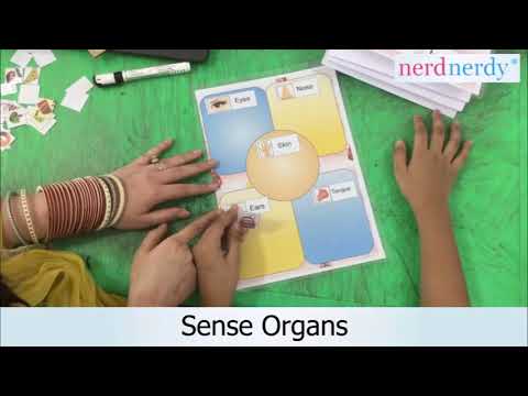 Sense organs- Therapy Session – NerdNerdy